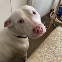 Thumbnail photo of Blanco #1