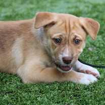 Thumbnail photo of Asha's Dreamer #1