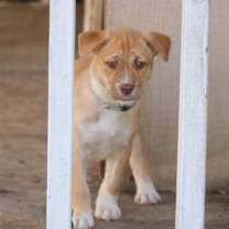 Thumbnail photo of Asha's Dreamer #2