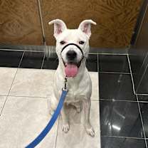 Thumbnail photo of Draco #1