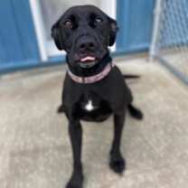 Thumbnail photo of Katara-- SPONSORED ADOPTION FE #1
