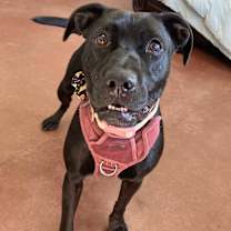 Thumbnail photo of Katara-- SPONSORED ADOPTION FE #2