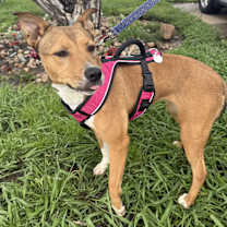 Thumbnail photo of Cassidy Katie #4