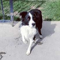 Thumbnail photo of Cooper #1