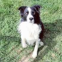 Thumbnail photo of Cooper #2