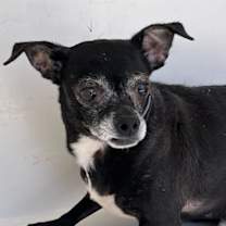 adopt-pet
