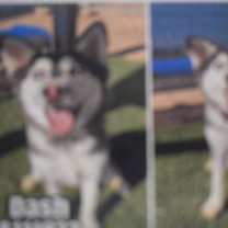 Thumbnail photo of Dash (A111813) #2