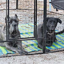 Thumbnail photo of Dixie #4