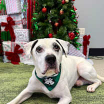 Thumbnail photo of Finn #2