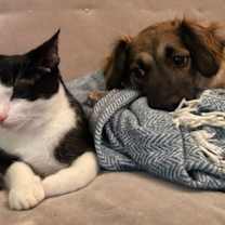 Thumbnail photo of Choco Chaco #1