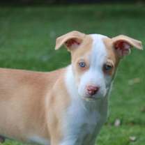 Thumbnail photo of Whisper - *Courtesy Listing* #1