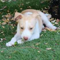 Thumbnail photo of Whisper - *Courtesy Listing* #2