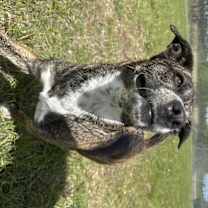 Thumbnail photo of Clementine #1