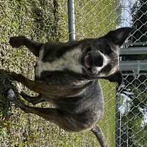 Thumbnail photo of Clementine #3