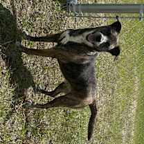 Thumbnail photo of Clementine #4