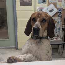 Thumbnail photo of Bama #1