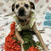 Thumbnail photo of Ginger #1