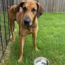 Thumbnail photo of Ember #1