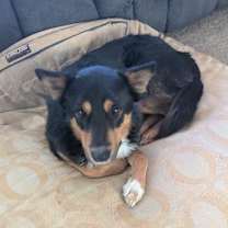 Thumbnail photo of Rocky #2