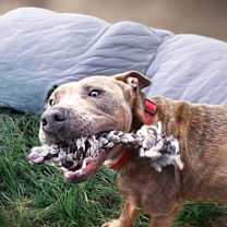 Thumbnail photo of Hamlet #3