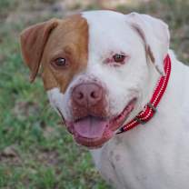 Thumbnail photo of Bruno #1