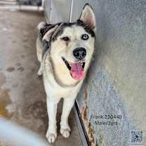 Thumbnail photo of Frank #1