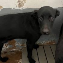 Thumbnail photo of Echo #2