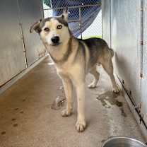 Thumbnail photo of Frank #2