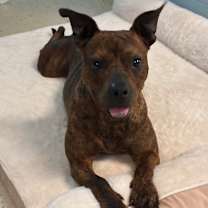 Thumbnail photo of Scrappy 0126 #1