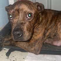 Thumbnail photo of Scrappy 0126 #2