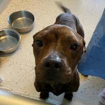 Thumbnail photo of Scrappy 0126 #3