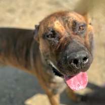 Thumbnail photo of Knox #4