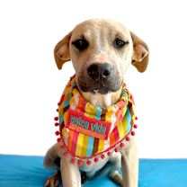 Thumbnail photo of Louie #1