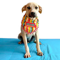 Thumbnail photo of Louie #2