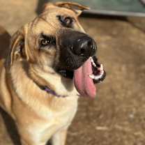 Thumbnail photo of Sven #4