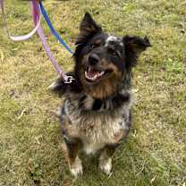 Thumbnail photo of Abbi #3