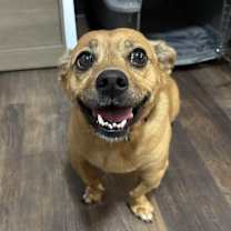 Thumbnail photo of Mochi #1