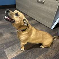 Thumbnail photo of Mochi #2