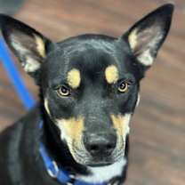 Thumbnail photo of Yogi Bear #3