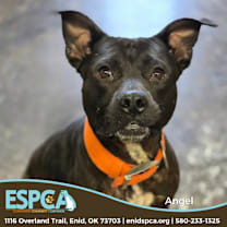 Thumbnail photo of Angel #1