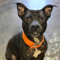 Thumbnail photo of Angel #2