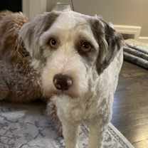 Thumbnail photo of Merlin #1