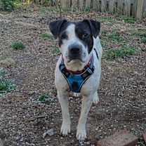 Thumbnail photo of Chunky Monkey #1