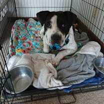 Thumbnail photo of Chunky Monkey #2