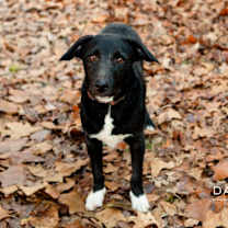 Thumbnail photo of Toby #2