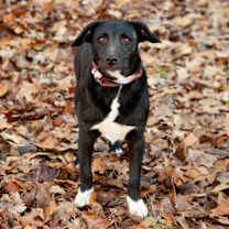 Thumbnail photo of Toby #3