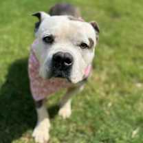 Thumbnail photo of Beemo #2