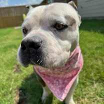 Thumbnail photo of Beemo #4