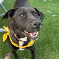 adopt-pet