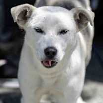 Thumbnail photo of Sunny #4